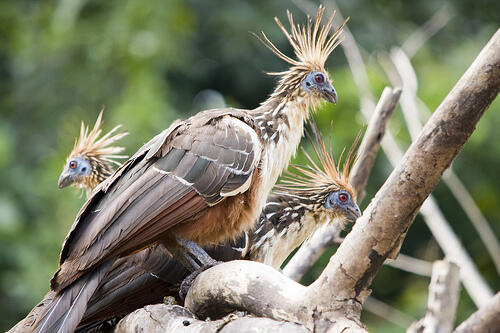 Exotic Birds